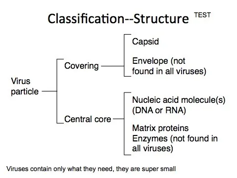 Structure of a typical virion